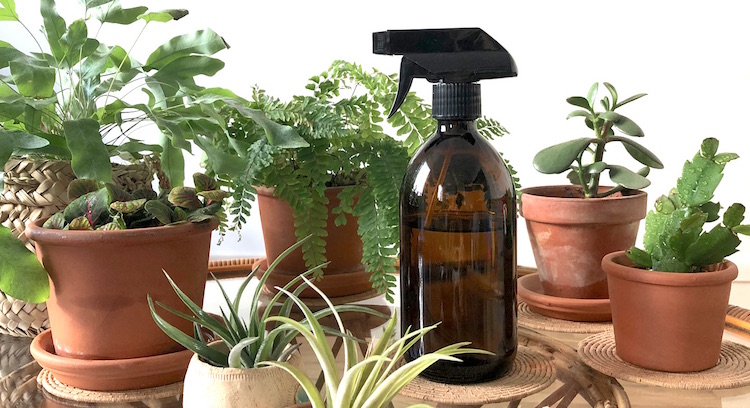 1 bouteille de vaporisateur de plantes en verre vaporisateur